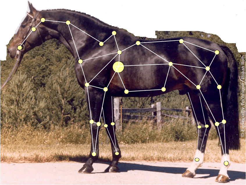 Equiopathy Rope and Pulley Theory