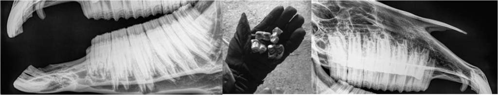 Fight for Your&nbsp;Horse